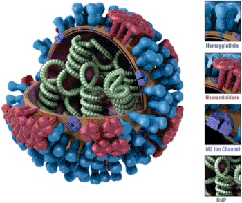 Image: Influenza A virus (Photo courtesy of the [US] Centers for Disease Control and Prevention (CDC)).